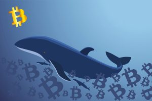 Como rastrear as baleias Bitcoin?
