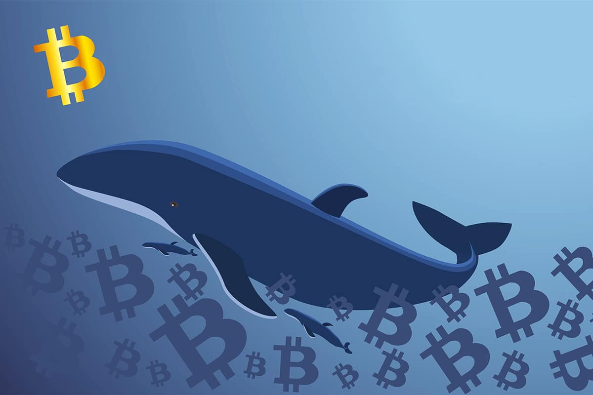 Como rastrear as baleias Bitcoin?