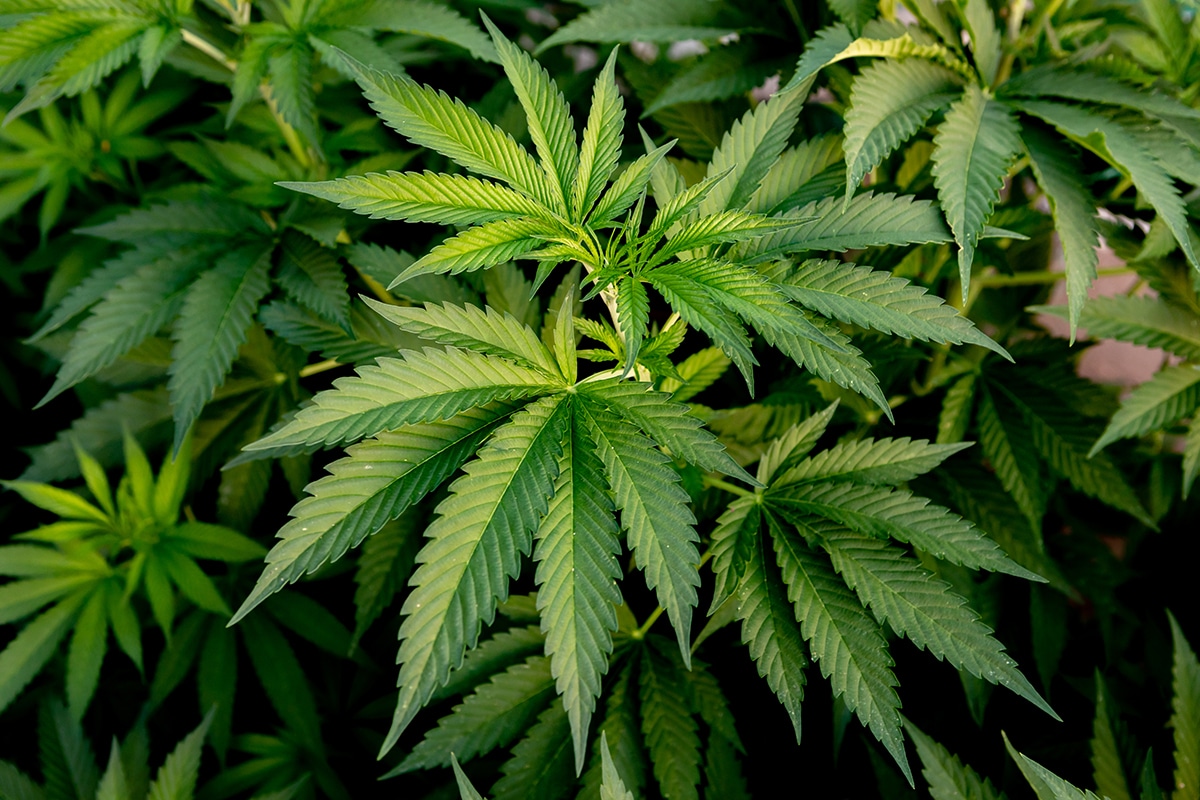 Produtor de Cannabis adota blockchain para rastrear sua erva
