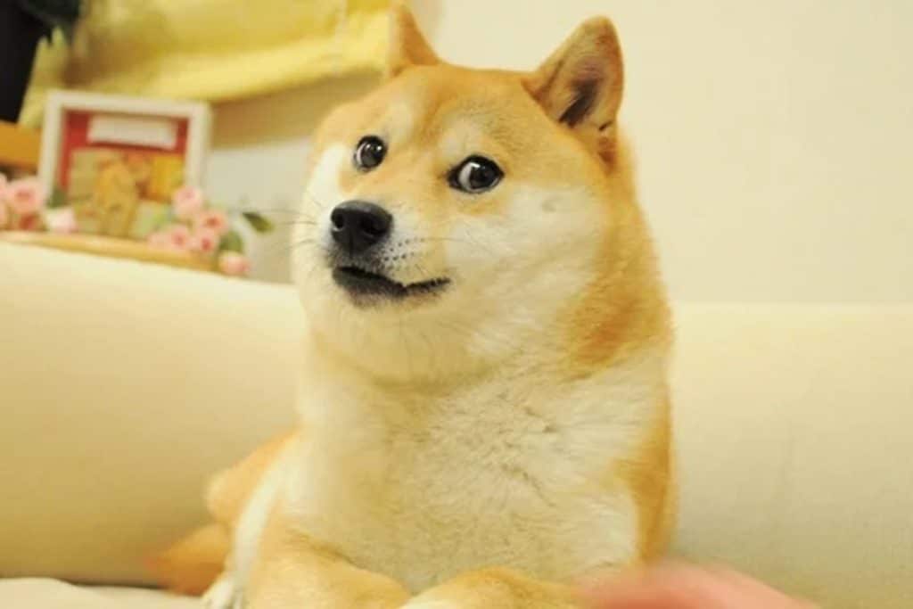O cachorro meme DogeCoin falece aos 18 anos