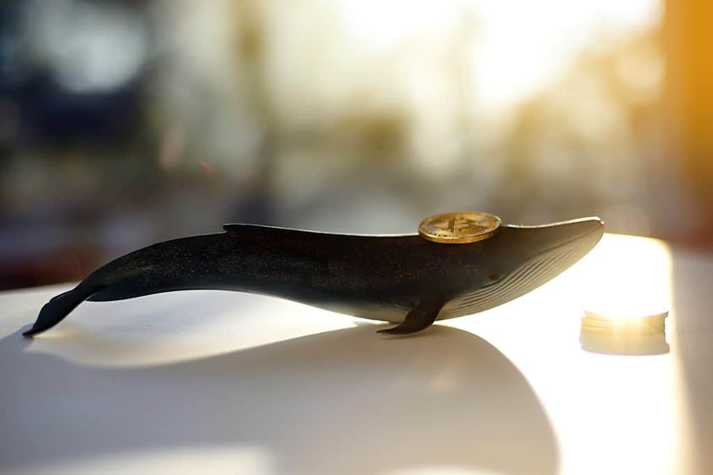 Observar o movimento das baleias Bitcoin é inútil?