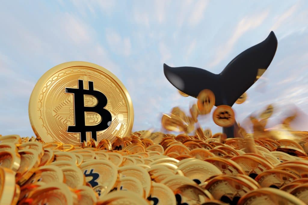 Baleias e golfinhos travam compras e acendem alerta no Bitcoin
